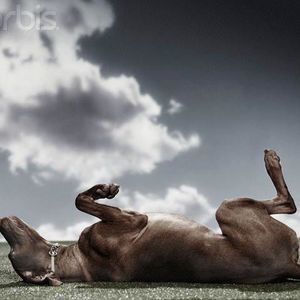 Meet your Posher, Tucker